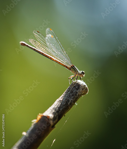 dragonfly on a twig