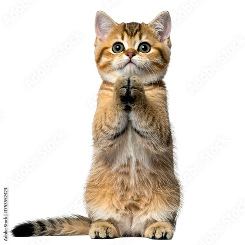 Golden-furred kitten standing upright, paws together in plea pose. Eyes wide, background black