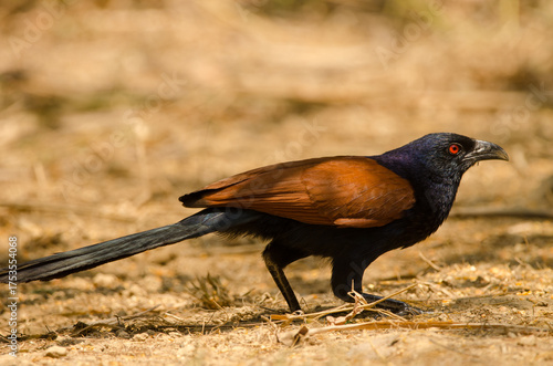 Greater coucal Centropus sinensis intermedius. Cat Tien National Park. Vietnam.