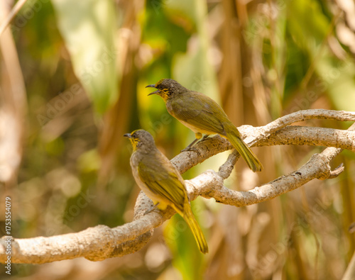 Stripe-throated bulbuls Pycnonotus finlaysoni eous. Cat Tien National Park. Vietnam.