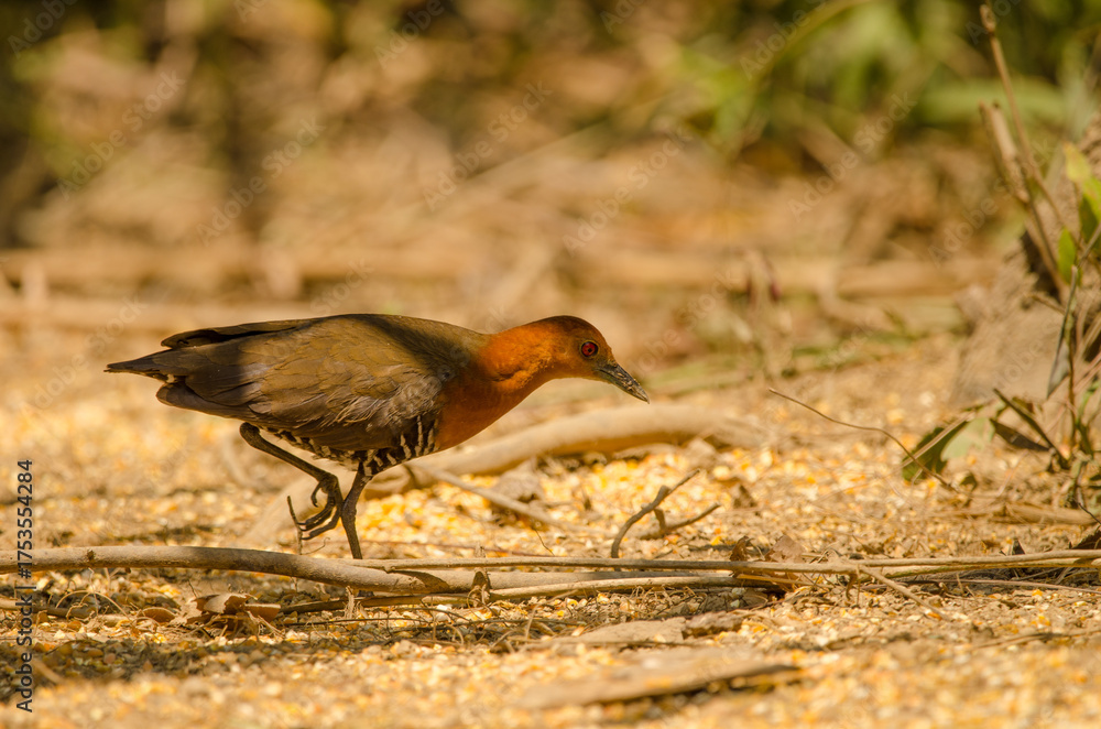 Obraz premium Slaty-legged crake Rallina eurizonoides telmatophila. Cat Tien National Park. Vietnam.