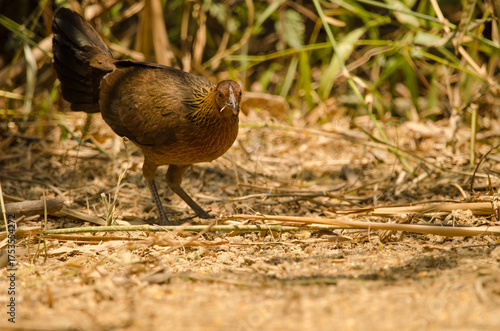 Female red junglefowl Gallus gallus gallus. Cat Tien National Park. Vietnam.