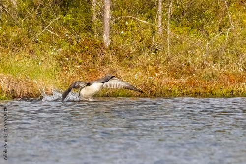  red-throated diver