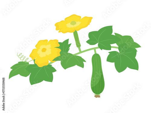 花と成長中のヘチマのイラスト
