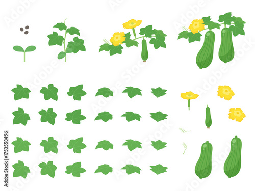 成長するヘチマと花と葉と実のイラスト素材セット