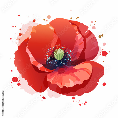 Roter Klatschmohn mit sichtbarem Pollenstaub