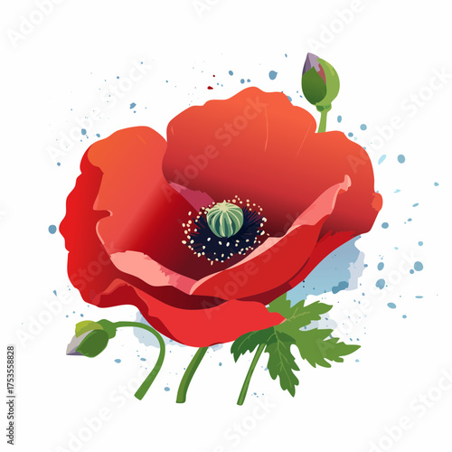 Roter Klatschmohn mit sichtbarem Pollenstaub