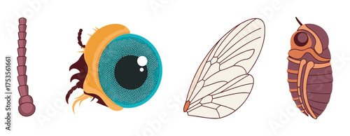 Detailed illustration of insect anatomical parts including an antenna, eye, wing, and abdomen, showcasing biological diversity and structure.