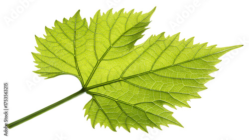 Single bright green grapevine leaf with serrated edges and fine veins, isolated on transparent background, soft daylight reflection, macro botanical realism.