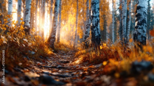 An enchanting pathway through a golden birch forest captures the essence of autumn, with sunlight filtering through vibrant leaves, evoking feelings of nostalgia and tranquility in nature.