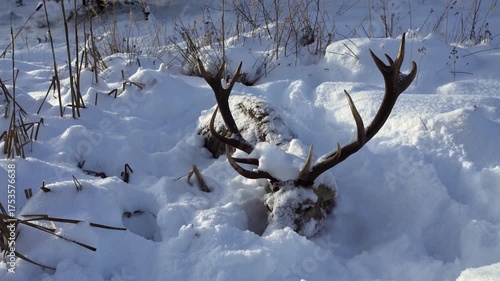 Dead deer with antlers lying in the snow in winter. Animal death in the wild. End of life.