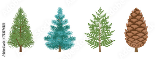 Four distinct evergreen trees are displayed side by side, showcasing a variety of needle and cone shapes, alongside a large brown pine cone.