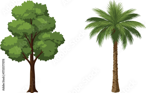Vector Illustration of Tropical Palm Tree and Temperate Broadleaf Tree for Nature, Climate, Botanical, Landscape, and Educational Design Use