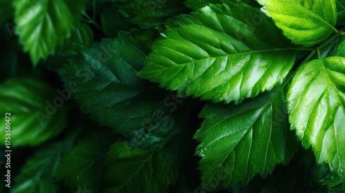A stunning close-up of rich, vibrant green leaves creates a luxurious and refreshing visual, perfect for conveying growth, nature, and tranquility in any design.