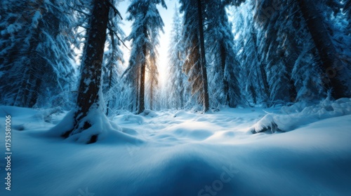 A breathtaking winter forest scene with tall, snow-covered trees and a warm light seeping through, creating a peaceful atmosphere that invites exploration and reflection.