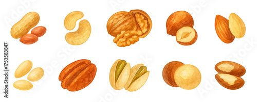 Watercolor nuts realistic set, color collection, forest and garden clipart, traced vector. Peanuts, cashews, walnuts, hazelnuts, almonds, pine nuts, pecans, pistachios, macadamia nuts, brazil nuts
