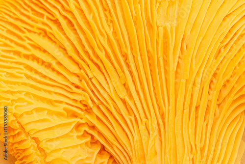 Aesthetic nature food pattern, macro trend from chanterelle mushrooms, close up texture of cap edible fungus. Yellow orange colored background, beauty of nature, natural details and structure plant.
