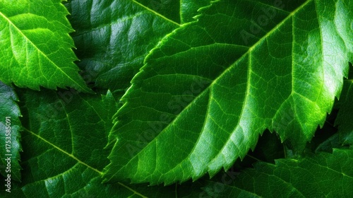 The detailed close-up of fresh dark green leaves highlights their intricate textures and vibrant coloration, illustrating the beauty and complexity of natural flora in an artistic manner.