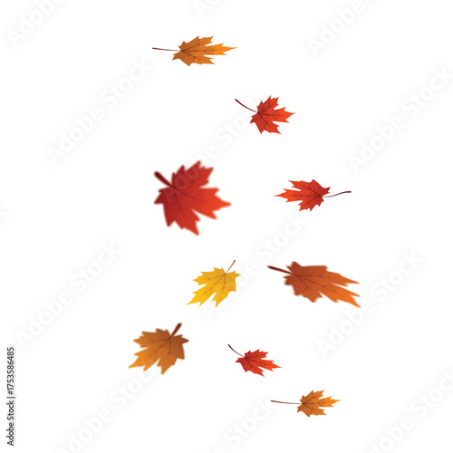 Flying autumn maple leaves. Vector maple leaf, PNG, flying foliage. Realistic leaves falling on transparent background.