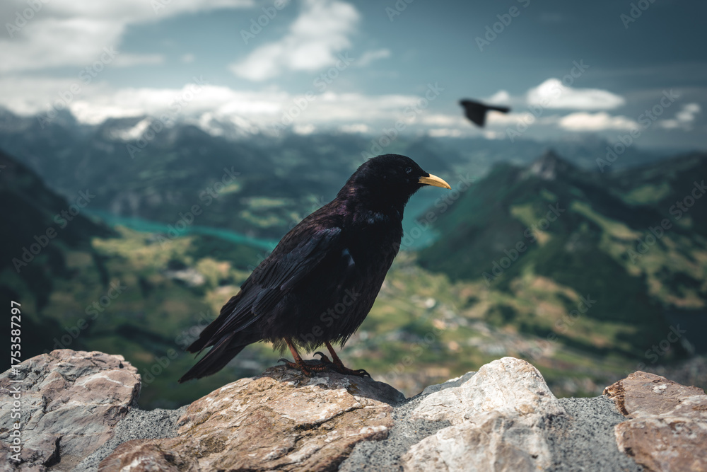 Fototapeta premium Jackdaw on a Swiss mountain with a view