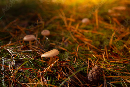 Small golden chanterelle mushrooms growing in warm sunlight on a forest floor. Natural bokeh, soft focus, and vivid autumn tones create a magical woodland atmosphere full of warmth and life