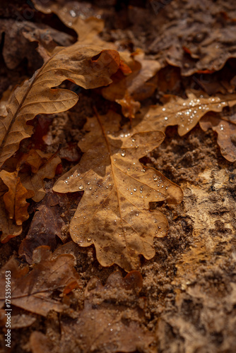 A fallen yellow oak leaf covered with sparkling water droplets glistening in sunlight. Close-up view captures the beauty of autumn nature, warmth, and delicate details of the leaf’s texture.