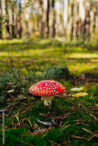 A vibrant red fly agaric mushroom (Amanita muscaria) growing among moss and fallen leaves in a forest. Bright colors and soft natural light create a magical autumn woodland atmosphere