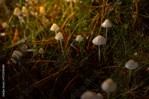 Small wild mushrooms glowing in soft golden sunlight in the forest. Warm tones, shallow depth of field, and natural bokeh create a magical, peaceful autumn woodland atmosphere