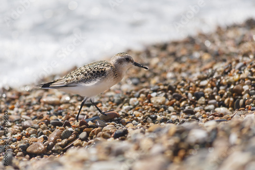 Close-up of bird perching on pebbles at beach