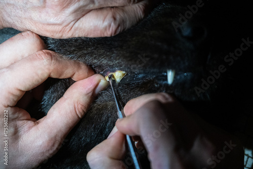 Professional Veterinary Dental Cleaning Procedure on Dog Teeth (Close-Up)