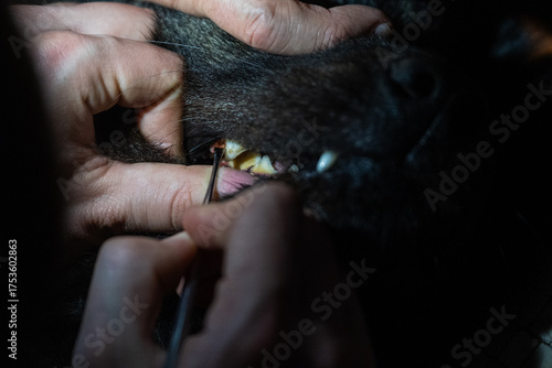 Professional Veterinary Dental Cleaning Procedure on Dog Teeth (Close-Up)