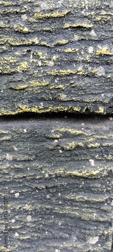 Dark rough wall with yellow moss texture. Close-up of a dark rough wall surface covered with yellow moss and natural decay, forming a rugged textured background
