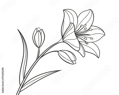 Elegant Lily Flower Line Art Illustration for Botanical Designs and Creative Projects Single Line Drawing with Details of Petals Leaves and Stamen