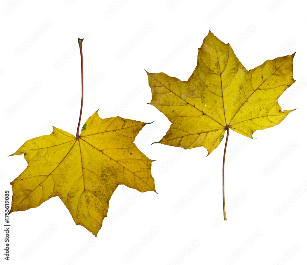Fototapeta premium Isolated maple leaves on white background – autumn collection of yellow and green leaves