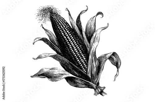 a detailed engraving of an ear of cornblack, cob, corn, drawing, ear, illustration, ink, stem, white 