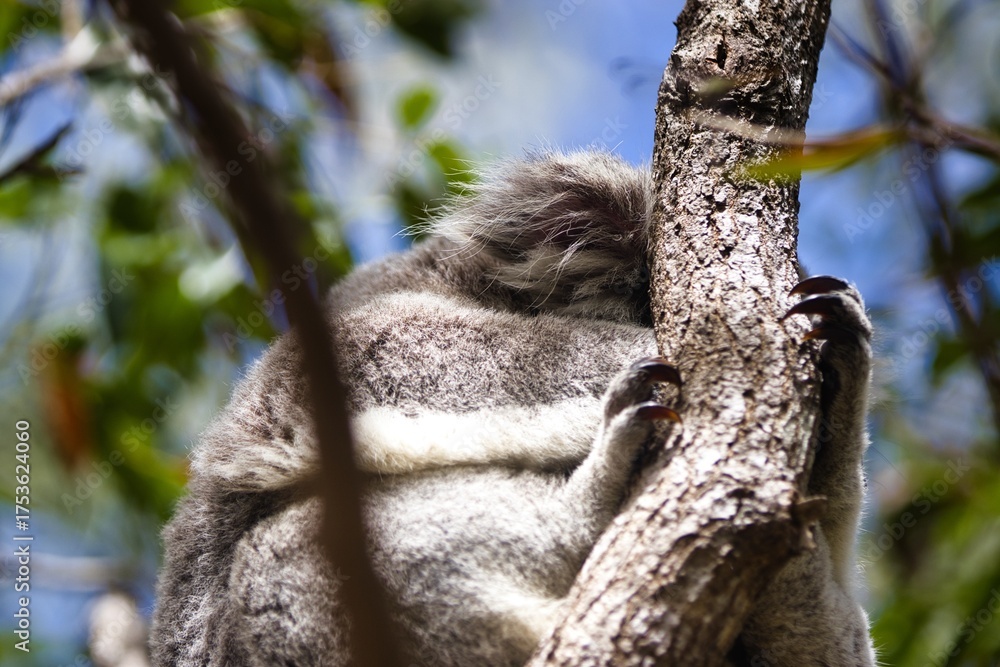 Fototapeta premium Cuddly koala bear peacefully napping on a tree trunk amid lush foliage.