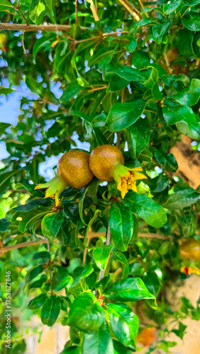 A young unripe pomegranate on a tree. Pomegranate and pomegranate flowers. Fruit cultivation