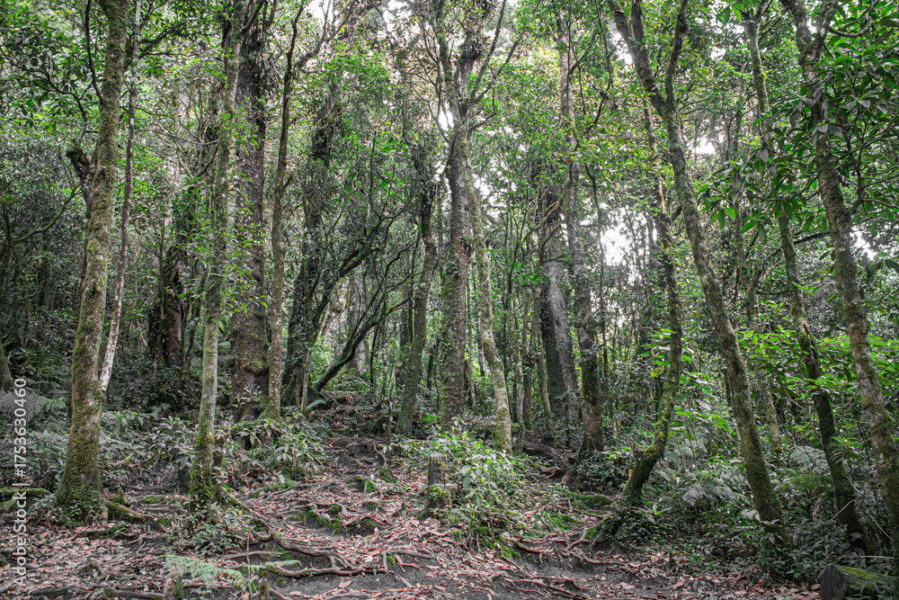 Fototapeta premium La selva es un lugar de mucha tranquilidad