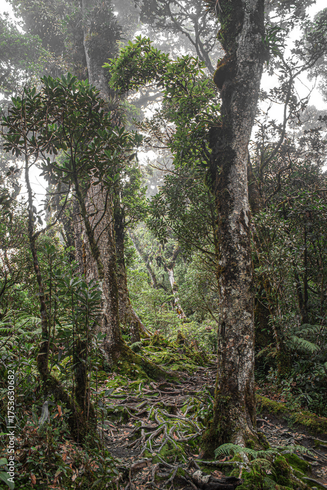 Obraz premium El bosque es un lugar hermoso