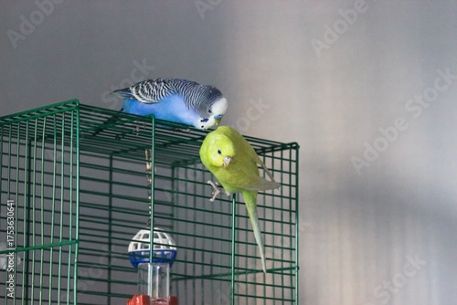 Blue and yellow budgerigar on top of the cage. Couple of parrots kissing