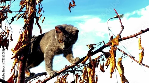 a cat climbing an autumn tree
