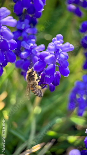 A bee that collects nectar from muscari flowers. Armenian Viper Bow. Spring Vibe