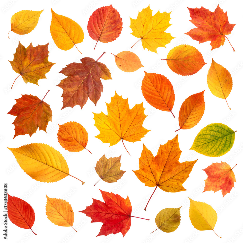 Fototapeta premium Assortment of vibrant autumn foliage, with varying shapes and sizes, against a black backdrop
