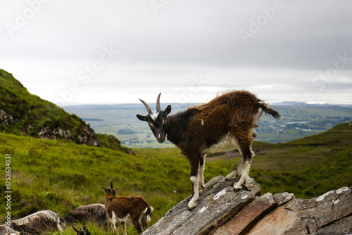 Foto A herd of majestic mountain goats grazing on a lush, verdant hillside with a stunning alpine landscape in the background