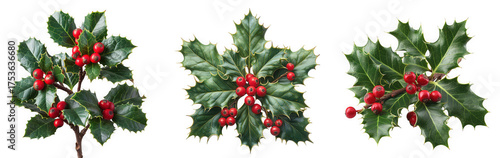 A collection of vibrant holly branches with red berries, isolated on a clean transparent background for festive holiday decor