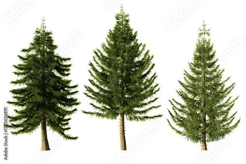 Three Picea abies Norway spruce trees isolated on white background