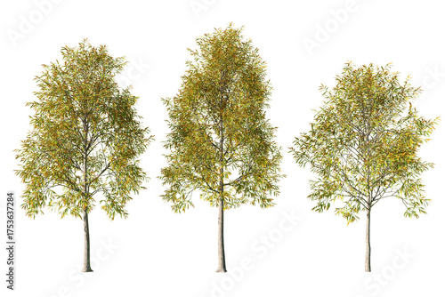 Fototapeta Naklejka Na Ścianę i Meble -  Three Quercus phellos willow oak trees isolated on white background 02