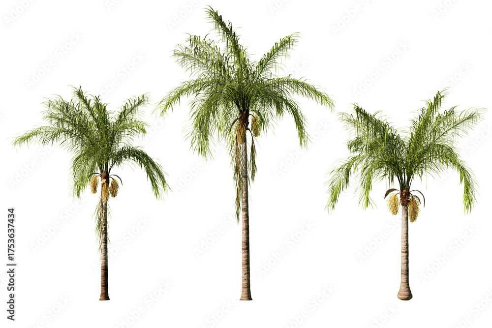 Obraz premium Three Syagrus romanzoffiana Queen palm trees isolated on white background
