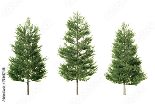 Three Tamarack Larix laricina trees in summer foliage isolated on white background
