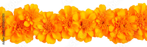 Marigold flower garland for Day of the Dead celebration on transparent background
